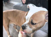 AMERICAN BULLDOG
