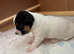 Jack Russell Puppies