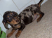 Miniature dachshund