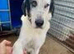 Urgent rehoming - LUKE