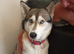 Syberian husky 18mths old female