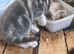 Last 3 kitty's