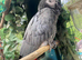 Exceptional Silly Tame Talking African Grey Parrot &ndash; 50+ Words & Phrases &ndash; &pound;1400