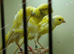 Wanted Male frill canary