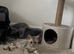 British shorthair silver tabby