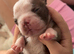 Boston terrier puppies