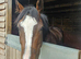 15.1 Chestnut Thoroughbred Gelding