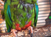 Mature Blue winged macaw