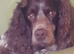 F1 Gorgeous Cokapoos Mother poodle (small to medium in size ) & Father cocker spaniel (small to medium size)