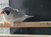 Light back black cheeked hen