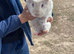White smooth coat guinea pig