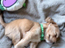 Beautiful Cocker Spaniel Puppies for Sale - Ready 14 November 2026