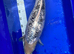 2 large koi