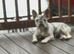 Gorgeous Merle frenchie