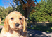 Show type working cocker spaniel puppies for sale