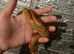 Baby corn snake