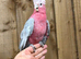 Gallah cockatoo