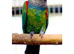 Pearly Conure
