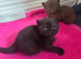 Beautiful Chocolate British Shorthair Kittens | GCCF Registered