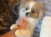 Beautiful blue eye female pom