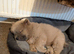 Chow Chow blue-fawn KC registered