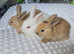 Beautiful baby lop bunnies