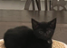 4 beautiful Kittens