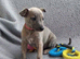 KC reg - Blue Brindle whippets