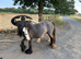 Mare & Foal for sale together