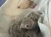 Hand-Reared Conures