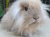 Baby lion lop girl
