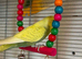 Baby Budgies Blue White Yellow