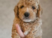 Toy Goldendoodles ~ READY TO LEAVE