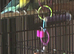 Black masked lovebirds