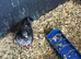Baby pigeons