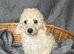 Beautiful Cream and white Toy Poodle 8 week old puppies. Ready to leave