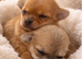 Beautiful miniature chorkie puppies