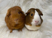 Sows. Price is for the pair of lovely ladies