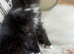 Beautiful 3/4 Ragdoll Cross Kittens Ready Now
