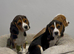 Extensively DNA tested puppies