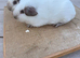Pure bred California & self black baby male guinea pigs