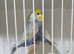 A pair of Rainbow Budgies