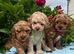 Cavachon x toy poodle who puppies