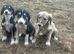 Saluki puppies
