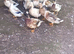 Pairs/Trios Crested Bantam/Crested Miniature Appleyard Ducks/Ducklings