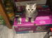 British Shorthair Kittens Full GCCF Registration