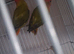 Love birds