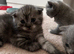 Scottish fold/BSH kittens