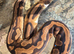 Ball pythons and herpxotic rack