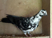 This years Pigeons for sale